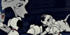 GIF animado (81175) Cachorros dalmatas perdita
