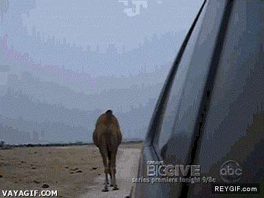 GIF animado (87152) Camello o dromedario ladron