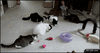 GIF animado (89024) Caos gatuno