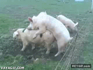 GIF animado (86950) Cerdos electrocutados