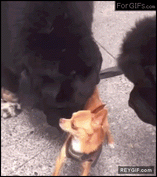 GIF animado (88453) Chihuahua dramatico