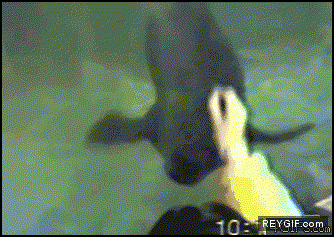 GIF animado (86635) Como dominar a una foca
