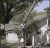 GIF animado (87352) Corte de arbol fail