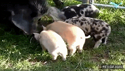 GIF animado (89340) Cuando los cerdos vuelen