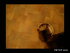 GIF animado (88560) Cuidado si le pones un collar magnetico