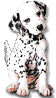GIF animado (81203) Dalmata