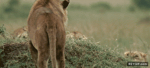 Imagen GIF de Danos un chicle animado