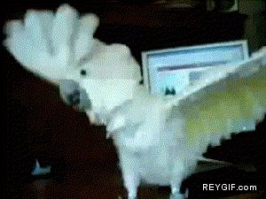 GIF animado (86661) Death metal parrot