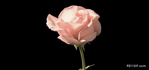 GIF animado (86763) El florecer de la rosa