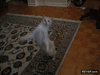GIF animado (86574) El gato bailongo esta muy loco