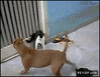 GIF animado (88317) El gato de chuck norris