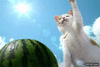 GIF animado (90124) El gato de chuck norris