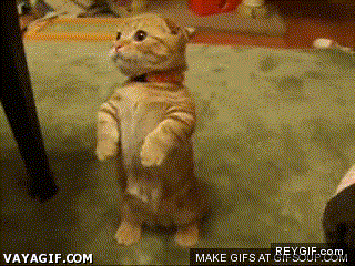 GIF animado (86522) El gato de shrek
