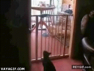 GIF animado (86918) El gato menos atletico del mundo
