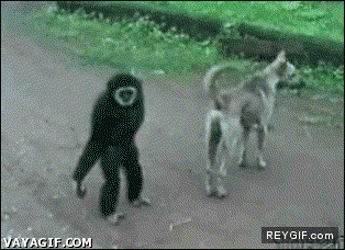 GIF animado (87069) El mono travieso
