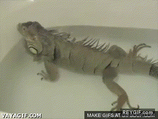 GIF animado (86961) El pedo de la iguana