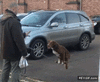 GIF animado (87621) El perro trapecista