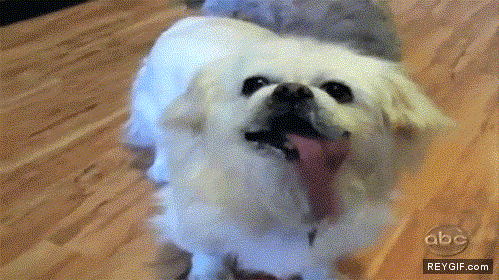 GIF animado (89643) El perro va sin lengua