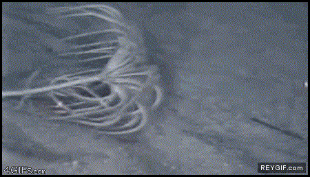 GIF animado (89175) El primo lejano de alien