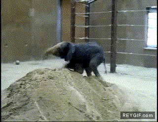GIF animado (89327) Elefante gozando en la arena