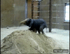 GIF animado (89327) Elefante gozando en la arena