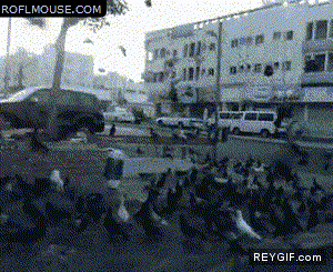 GIF animado (88531) Espantando a las palomas