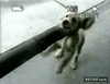 GIF animado (89377) Este perro lo flipa