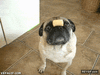 GIF animado (86963) Esto es habilidad canina