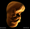 GIF animado (89956) Formacion de la faz humana