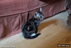 GIF animado (86976) Gatito electrocutado