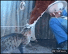 GIF animado (88826) Gatito listo