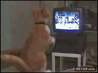 GIF animado (87240) Gato boxeador