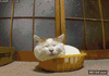 GIF animado (90076) Gato con paciencia infinita