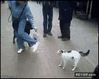 GIF animado (88679) Gato con un par
