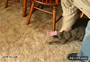 GIF animado (88868) Gato haciendo el moonwalk