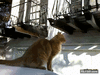 GIF animado (87255) Gato saltarin