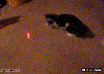 GIF animado (89065) Gato vs laser