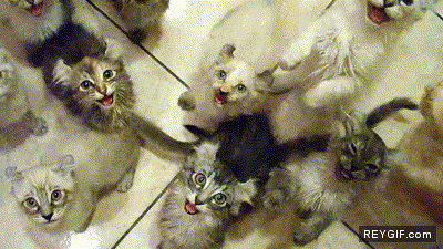 GIF animado (87481) Gatos hambrientos
