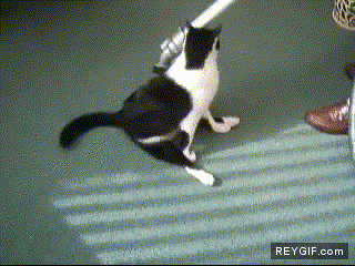 GIF animado (88650) Gatos que les gusta ser aspirados