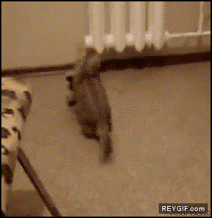 GIF animado (88319) Gatos que se creen canguros