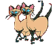 GIF animado (81729) Gatos siameses
