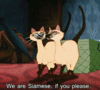 GIF animado (82429) Gatos siameses