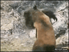 GIF animado (88416) Gorila vs oso