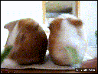 GIF animado (86789) Hamster comiendo