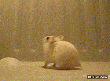 GIF animado (89430) Hamster haciendo backflips