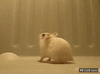 GIF animado (89430) Hamster haciendo backflips