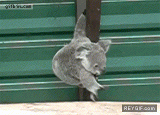 GIF animado (88471) Koala jugandose la vida
