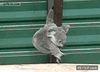 GIF animado (88471) Koala jugandose la vida