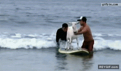 GIF animado (88324) La cabra surfera