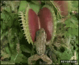 GIF animado (87630) La curiosidad mato a la rana